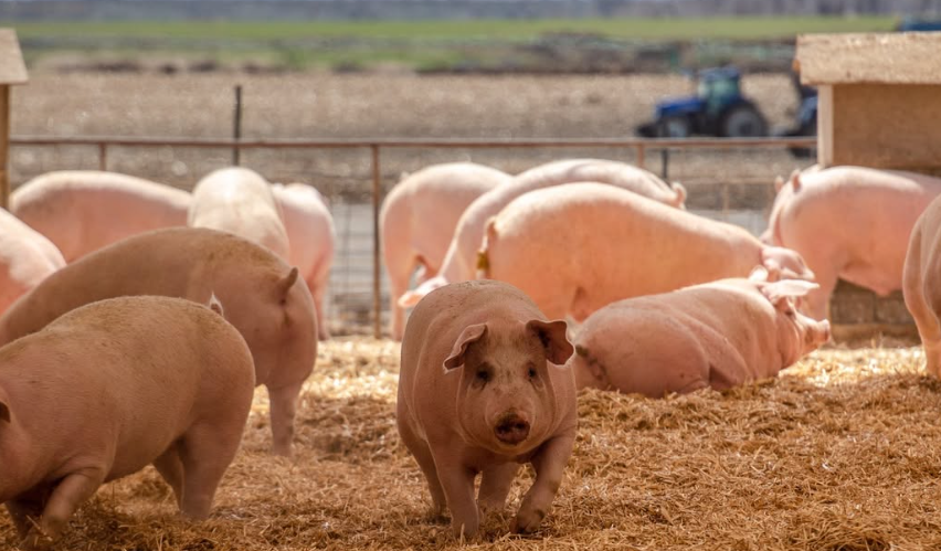 Pork