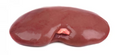 Pork Kidney (per lb)